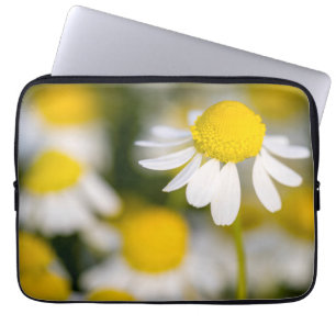 Kamilleblüte Nahaufnahme, Ungarn Laptopschutzhülle