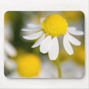 Kamilleblüte Nahaufnahme, Ungarn Mousepad