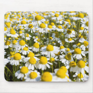 Kamillefeld, Ungarn Mousepad