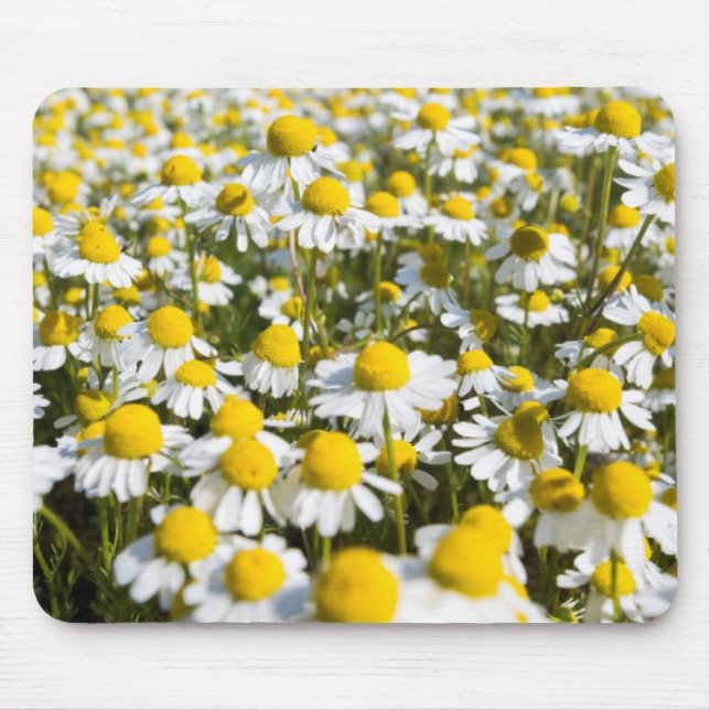 Kamillefeld, Ungarn Mousepad (Vorne)