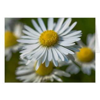 Kamillen-Blumen