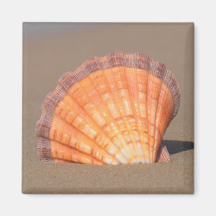 Kamm-Muschel Shell Kreta, Griechenland Magnet