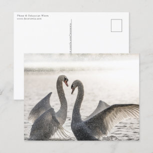 Kampf gegen das Nature-Foto der Schwäne Postkarte