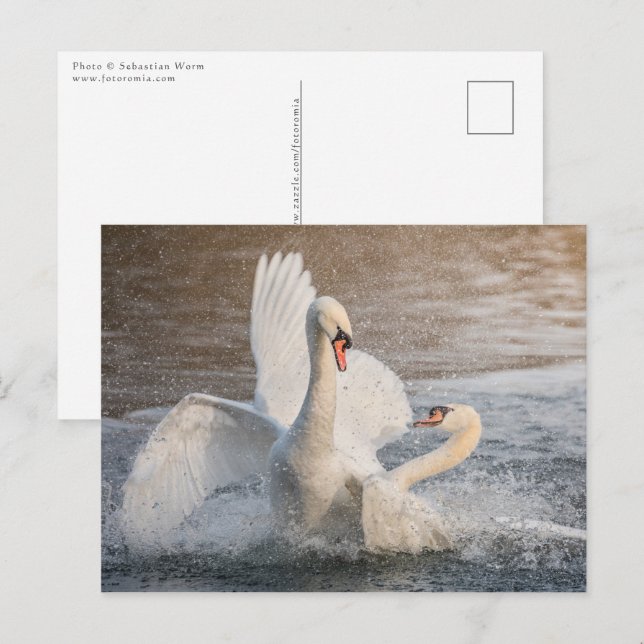 Kampf gegen das Nature-Foto der Schwäne Postkarte (Vorne/Hinten)