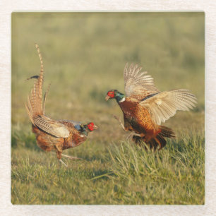 Kämpfen mit zwei männliches Ringhals Fasanen Glasuntersetzer