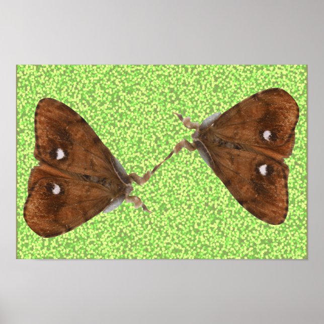 Kampfende Motten Poster (Vorne)