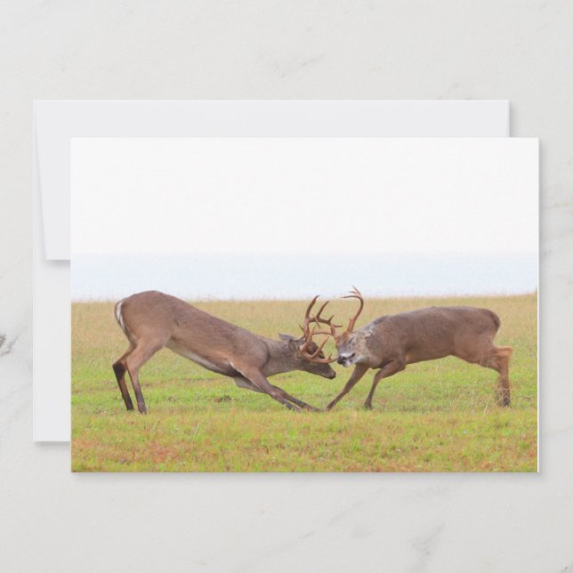 Kämpfende Rotwild-Einladung Einladung (Vorderseite)