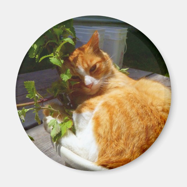 Kämpfer in einem Topf Magnet (Vorne)