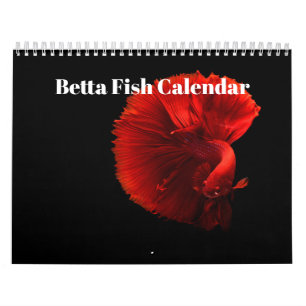 Kampffisch 2027 kalender