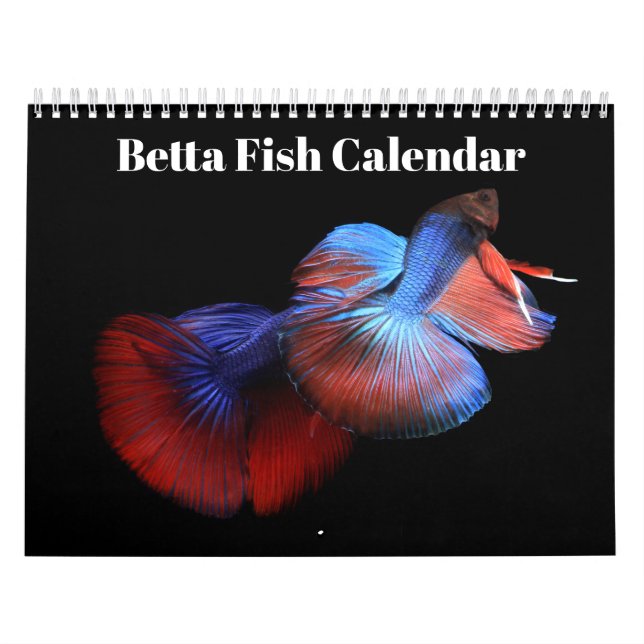 Kampffisch 2027 Kalender (Titelbild)