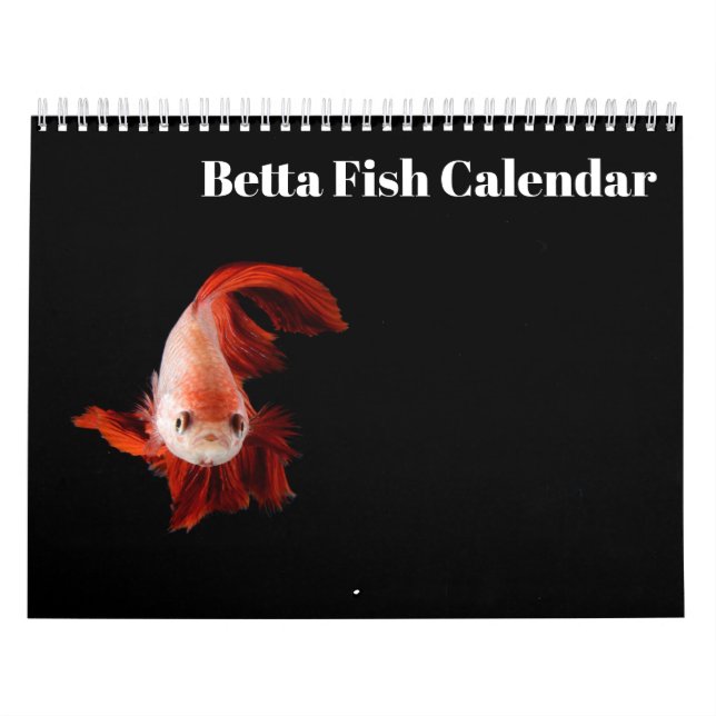 Kampffisch 2027 Kalender (Titelbild)