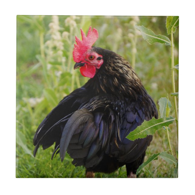 Kampfflugzeug Fliese (Vorderseite)