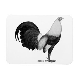 Kampfhahn Grau Duckwing Magnet