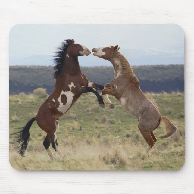 Kampfhengste, Steens Mountains, Oregon Mousepad (Vorne)