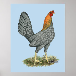 Kampfhuhn Blau Rot Poster