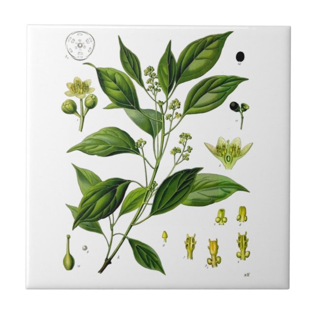 Kamphor Fliese (Vorderseite)