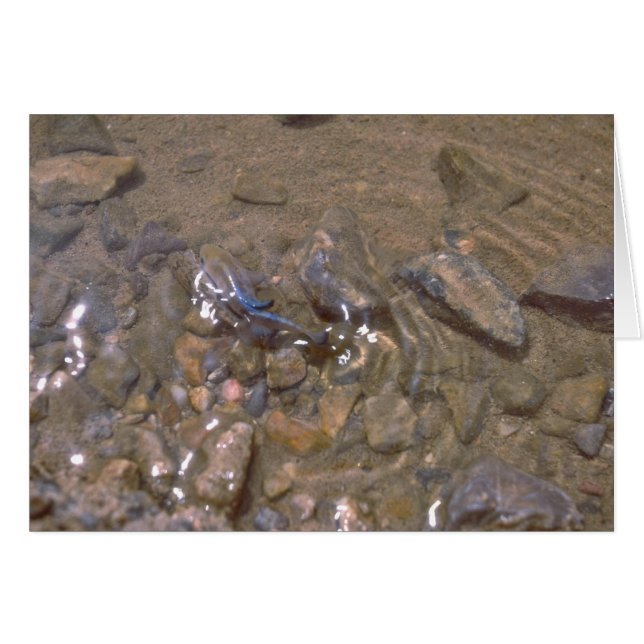 Kamuflage am Ufer des Flusses (Vorderseite (Horizontal))
