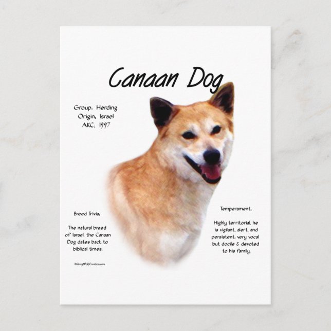 Kanaan Dog History Design Postkarte (Vorderseite)