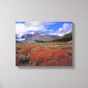 Kanada, Alberta, Banff NP. Heidelbeeren blühen Leinwanddruck