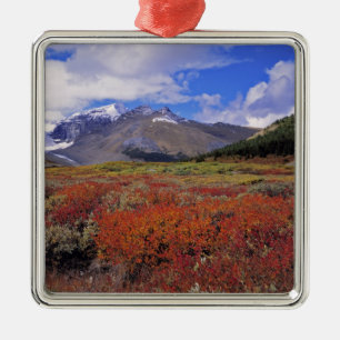 Kanada, Alberta, Banff NP. Heidelbeeren blühen Silbernes Ornament