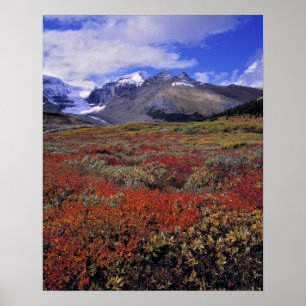 Kanada, Alberta, Banff NP. Heidelbeeren liefern Poster