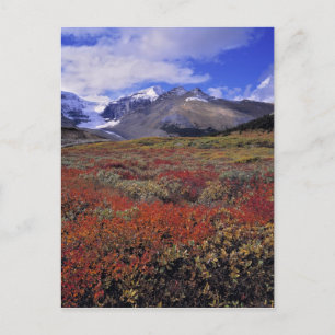 Kanada, Alberta, Banff NP. Heidelbeeren liefern Postkarte