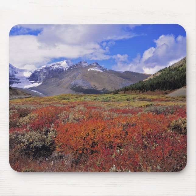 Kanada, Alberta, Banff NP. Hucklebeeren blühen Mousepad (Vorne)