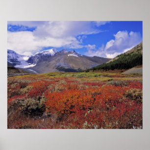 Kanada, Alberta, Banff NP. Hucklebeeren blühen Poster
