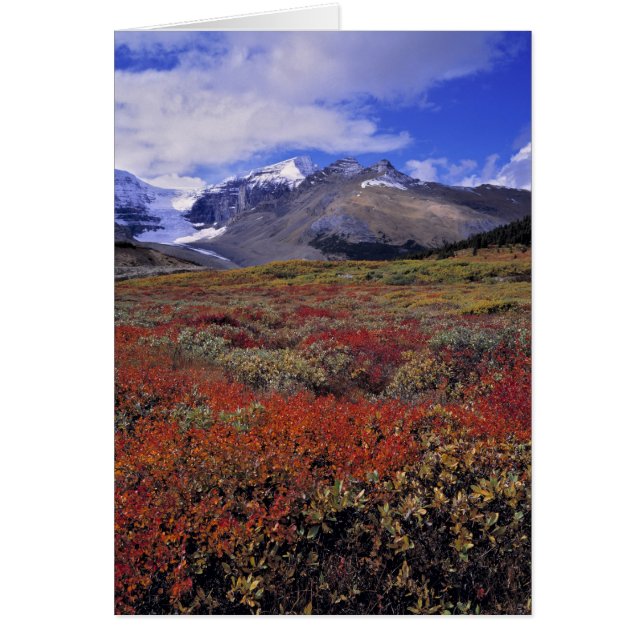 Kanada, Alberta, Banff NP. Huckleberries (Vorne)
