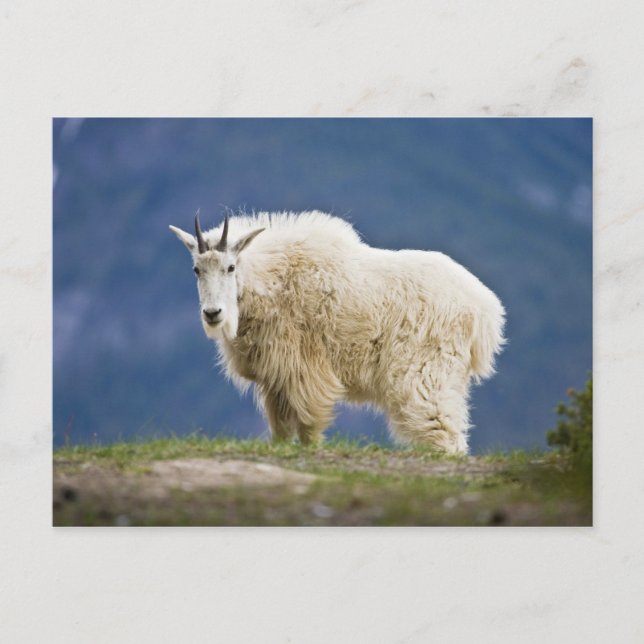 Kanada, Alberta, Jasper National Park, Postkarte (Vorderseite)