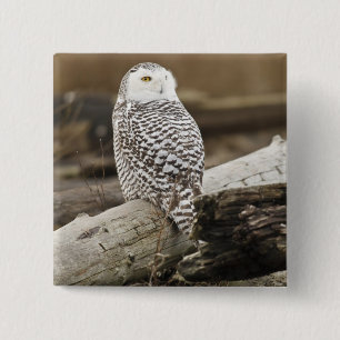 Kanada, Boundary Bay, Schneeeule Button