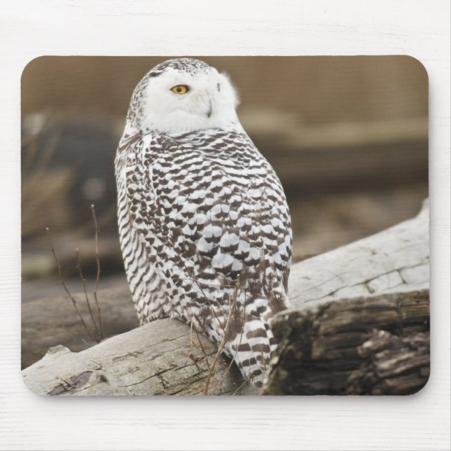 Kanada, Boundary Bay, Schneeeule Mousepad (Vorne)