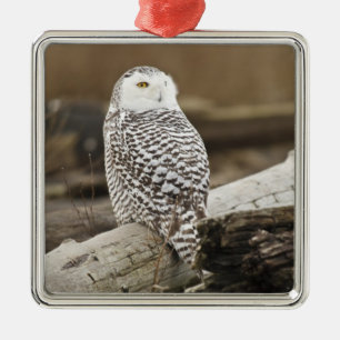 Kanada, Boundary Bay, Schneeeule Ornament Aus Metall