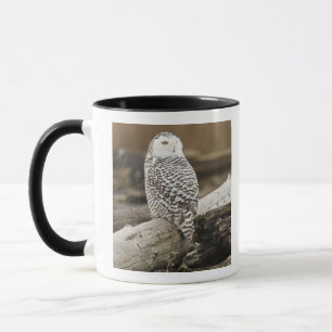 Kanada, Boundary Bay, Schneeeule Tasse
