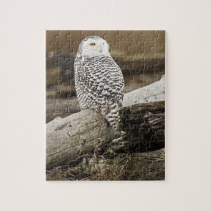 Kanada, Boundary Bay, Snowy Owl Puzzle