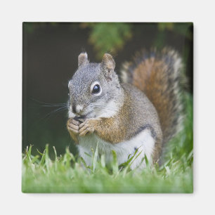 Kanada, Britische Kolumbien, Roter Eichhörnchen Magnet