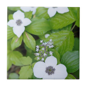 Kanada, British Columbia. Dogwood Fliese