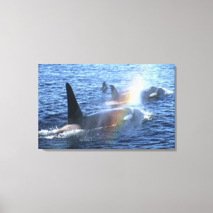 Kanada, British Columbia, Johnstone Straight, Leinwanddruck