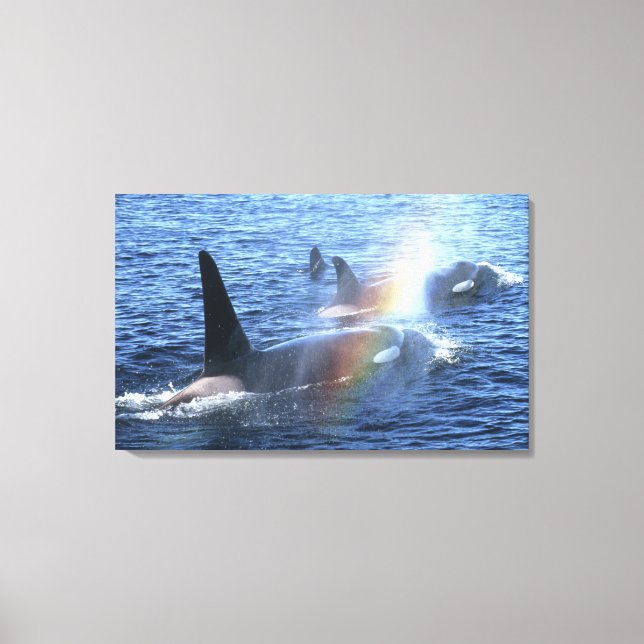 Kanada, British Columbia, Johnstone Straight, Leinwanddruck (Vorderseite)