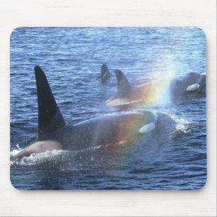 Kanada, British Columbia, Johnstone Straight, Mousepad