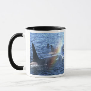 Kanada, British Columbia, Johnstone Straight, Tasse