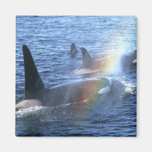 Kanada, British Columbia, Johnstone Strait, Magnet