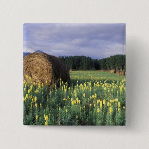 Kanada, British Columbia, Kitwanga. Gelb Button