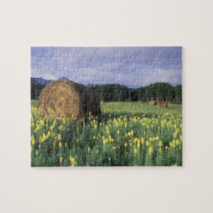 Kanada, British Columbia, Kitwanga.Gelb Puzzle