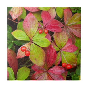 Kanada, British Columbia, Mount Robson Fliese