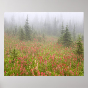 Kanada, British Columbia, Revelstoke National Poster