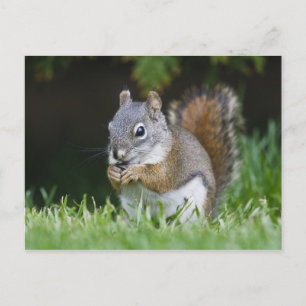 Kanada, British Columbia, Rotes Eichhörnchen Pine Postkarte