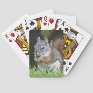 Kanada, British Columbia, Rotes Eichhörnchen Pine Spielkarten