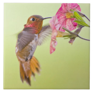 Kanada, British Columbia, Rufous Hummingbird Fliese