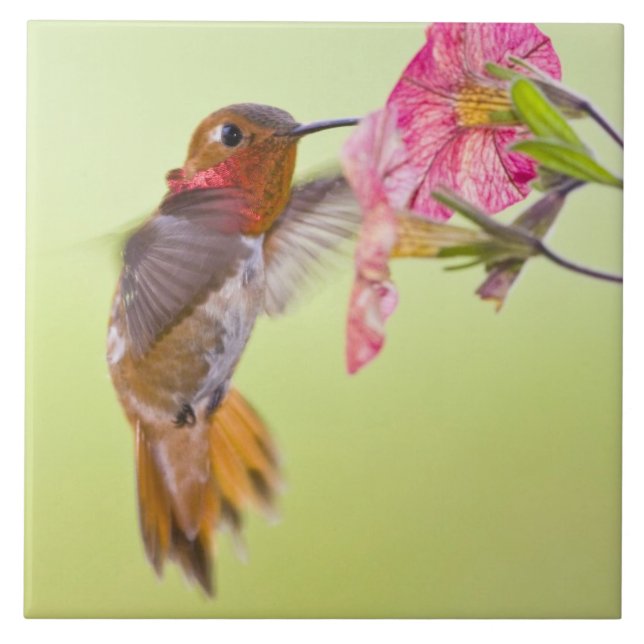 Kanada, British Columbia, Rufous Hummingbird Fliese (Vorderseite)